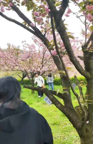 杖锡樱花节活动